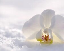 Орхідея у зимовий період, фото: youtube.com