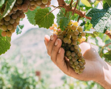 Не повторяйте этих ошибок: почему виноград начинает засыхать и как этого избежать