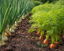Цибуля та морква на грядці, город, ізюраж: hyser.com.ua