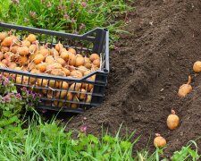 Головне - почекати час: коли насправді потрібно саджати картоплю, щоб вона виросла великою та крохмалистою