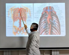 Кровеносная система. Фото: скриншот YouTube-видео.