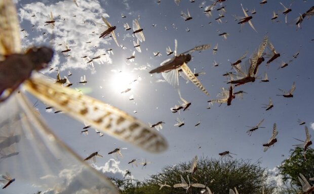 Навала "бойових" комарів, фото: youtube.com