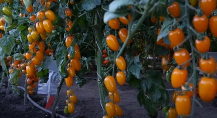 Тепличні томати, фото: youtube.com
