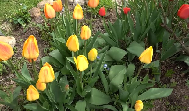Тюльпаны. Фото: YouTube