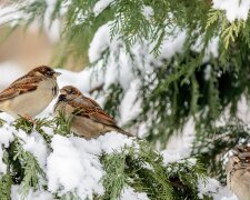 Не навредите им: как правильно подкармливать птиц зимой и что им нельзя давать