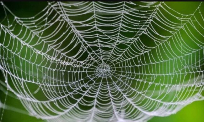 Перевірена хитрість: що потрібно зробити, щоб павуки не лізли до будинку