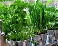 Выращивание зелени на подоконнике, фото: youtube.com