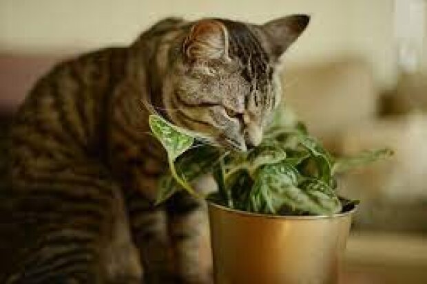 Багато хто навіть не здогадувався: названі кімнатні рослини, які можуть отруїти вашу кішку