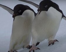 "Встретились два кума": украинские полярники засняли забавную "схватку" пингвинов