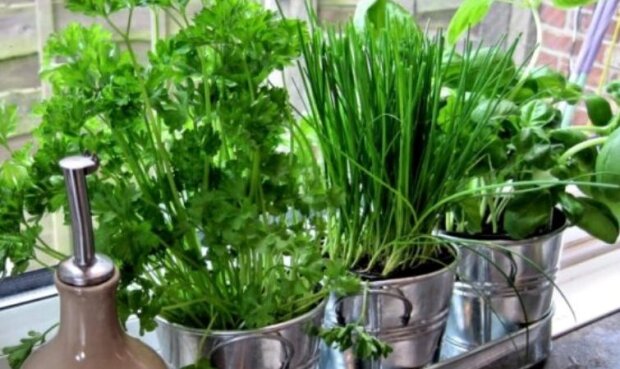 Выращивание зелени на подоконнике, фото: youtube.com