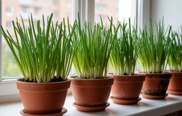 Зелена цибуля на підвіконні, зображення з вільних джерел