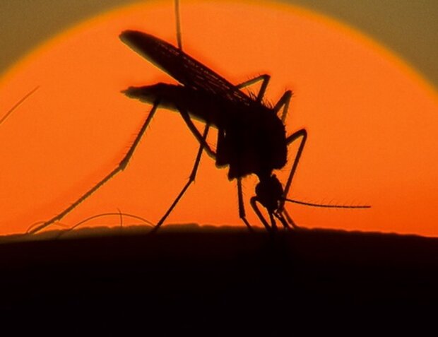 Доктор Комаровский рассказал, как защититься от комаров. Знали не все