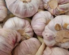 Чеснок, изображение из свободных источников