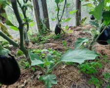 Баклажани, город, кадр з відео