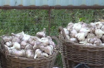 Озимий часник збиратимете мішками: коли його садити в жовтні, щоб урожай вас вразив 2 Урожай часнику, фото: youtube.com