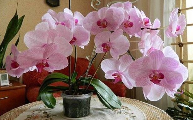 "Швидка допомога" для орхідеї: що робити, якщо ваша квітка не хоче цвісти