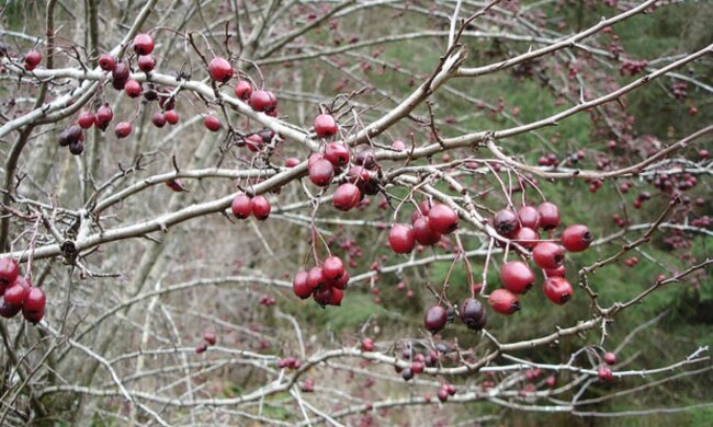 Глід, дерево, зображення з вільних джерел