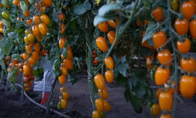 Тепличные томаты, фото: youtube.com