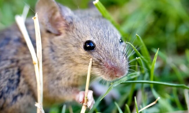 Мышь. Фото: YouTube