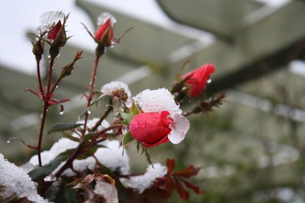 Як правильно підготувати троянди до зими, щоб вони пишно цвіли наступного сезону