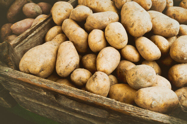 Цены на картошку снова растут: украинцам рассказали, к чему готовиться