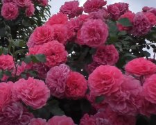 Розы: скрин с видео