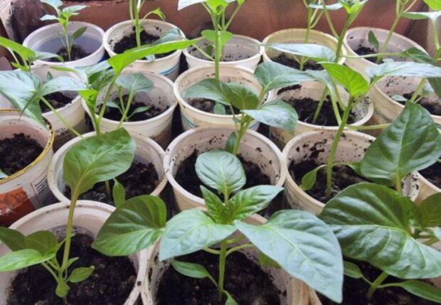 Розсада, зображення з вільних джерел