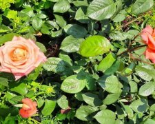 Троянди, фото з вільних джерел