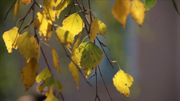 Осень, фото: скриншот You Tube