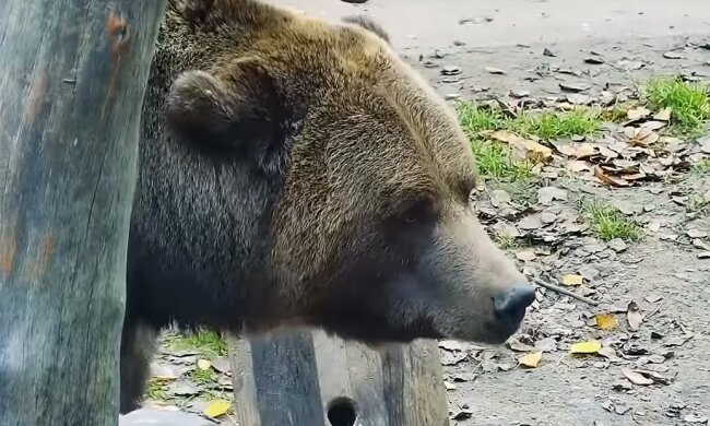 Медведь. Фото: YouTube