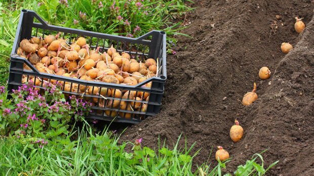 Головне - почекати час: коли насправді потрібно саджати картоплю, щоб вона виросла великою та крохмалистою