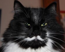 Не повторюйте цю помилку: чому ніколи не можна чіпати вуса вашого домашнього кота