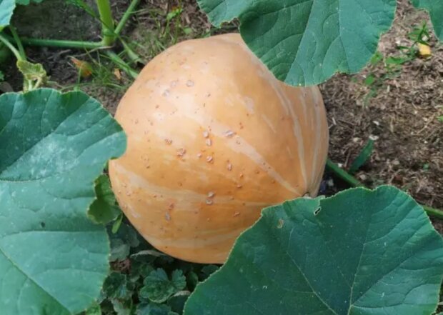 Гарбуз, кадр з відео