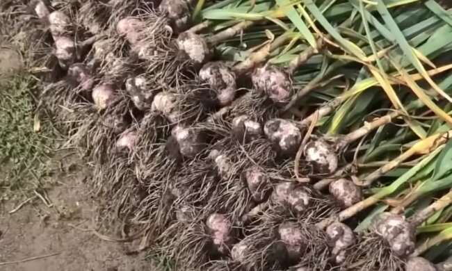 Він не висихатиме і псуватиметься: як зберегти часник свіжим протягом усієї зими