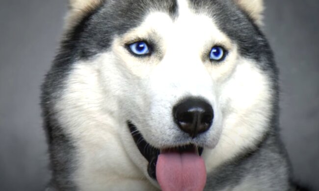 Хаскі. Скріншот з відео на Youtube