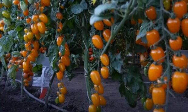 Тепличные томаты, фото: youtube.com