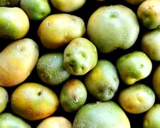 Зелена картопля. Фото: YouTube