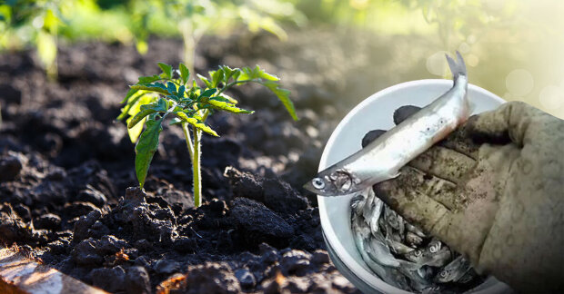 Хитрість досвідчених дачників: як можна використовувати рибні відходи на городі та в саду
