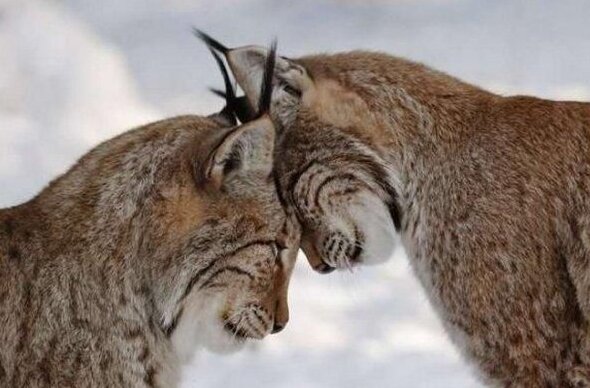 Любовные игры рысей, фото из Тwitter