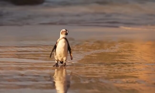 Пингвин. Фото: YouTube