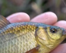 Лов риби: скрін з відео