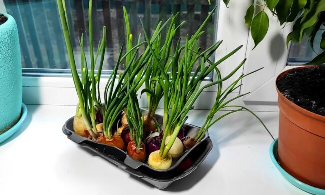 Зелена цибуля на підвіконні, зображення з вільних джерел