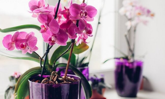 Сохне і перестане цвісти: де в жодному разі не можна ставити орхідею