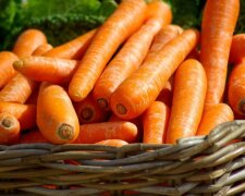 Буде ще красивіше, ніж у супермаркеті: як виростити ідеально рівну та солодку моркву