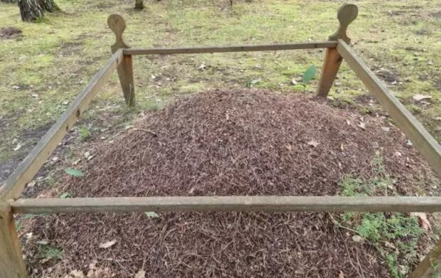 Компост, кадр из видео