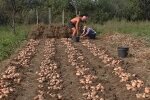 Збір врожаю картоплі. Фото: YouTube