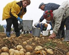 Сезон збирання картоплі, фото: youtube.com