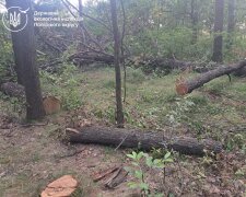 незаконна вирубка дерев