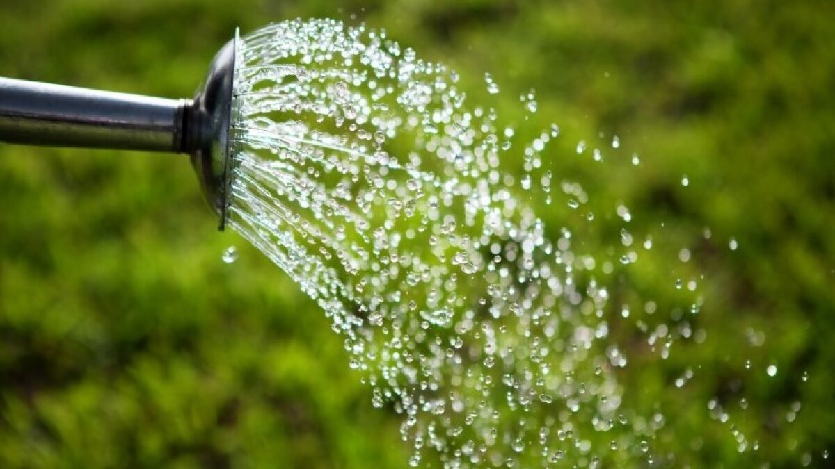 Для чего опытные дачники поливают грядки после дождя. Читайте на aikimaster.ru
