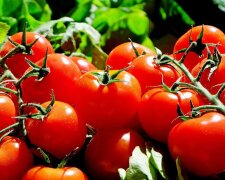 Не всі про це знають: на якій відстані один від одного потрібно садити помідори у відкритому ґрунті